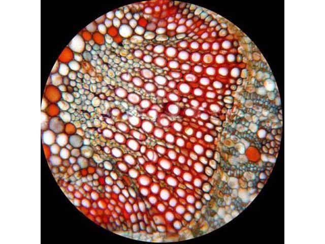 LED Binocular Biological Compound Microscope 40X-1600X V198